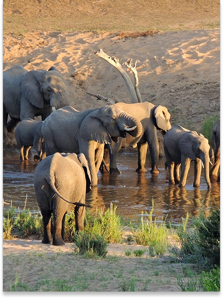 A herd of elephants drinking water from a river.