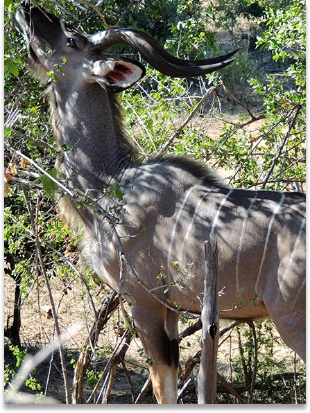 A close up of an antelope in the wild