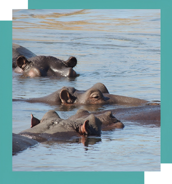 A group of hippos swimming in the water.