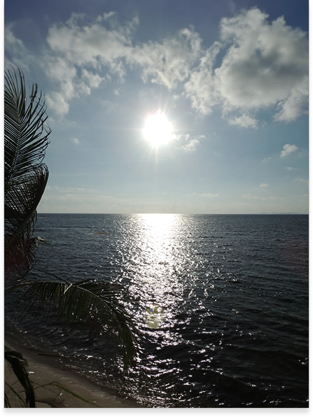 A sun setting over the ocean with palm trees in front of it.