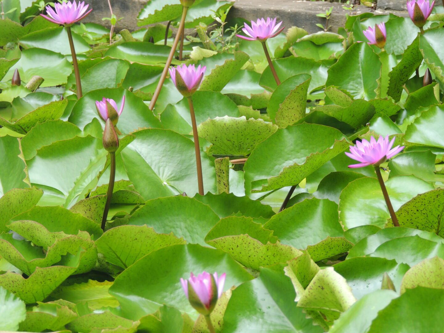 A group of water lilies in the pond.